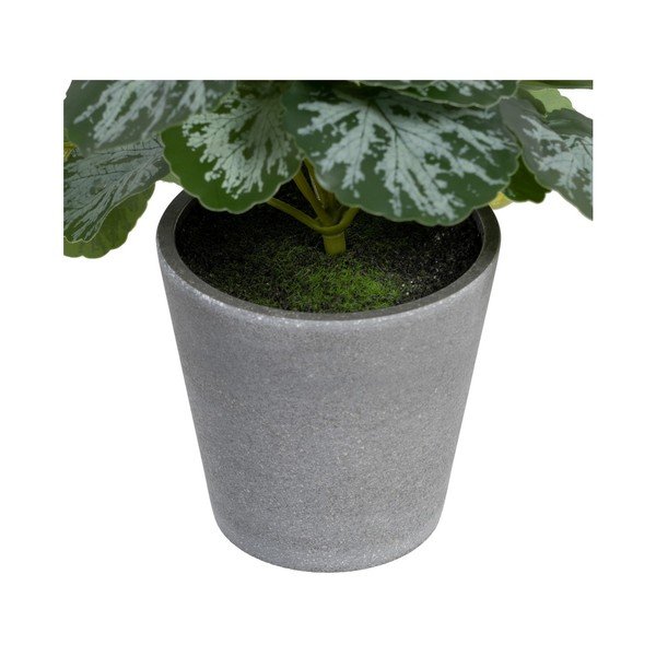 Műnövény (magasság 21,5 cm) Saxifraga – Ixia-image-2