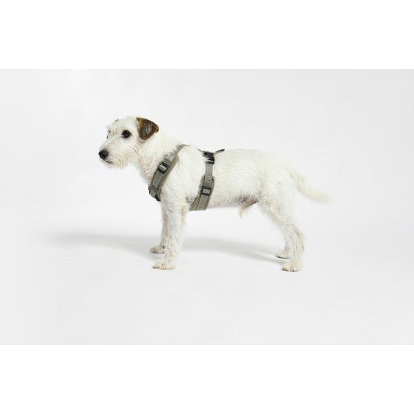 Zöld hám S hosszúság 30 cm Modena Grolive S – MiaCara-image-1