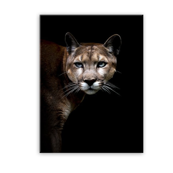 Glas Animals Cougar kép, 70 x 100 cm - Styler