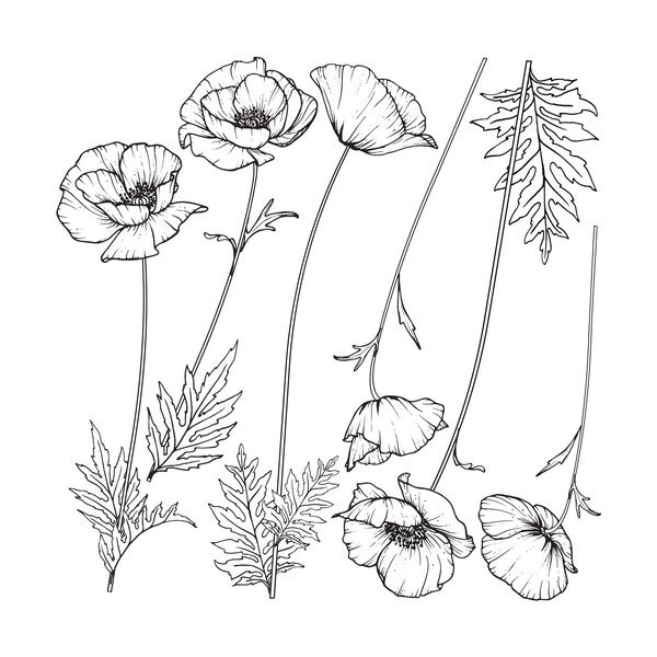 Poppies falmatrica szett - Ambiance-image-1