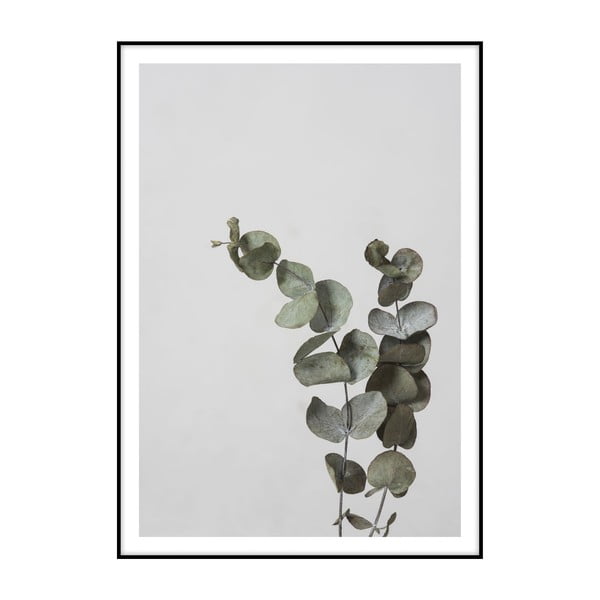 Eucalyptus plakát, 40 x 30 cm - Imagioo