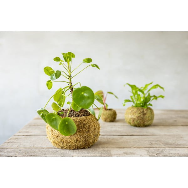 Virágcserép ø 20 cm Kokedama – Esschert Design-image-1