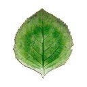 Riviera zöld agyagkerámia tányér, 19 x 22 cm - Costa Nova