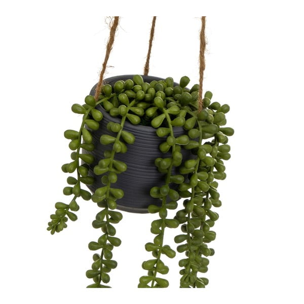 Műnövény (magasság 37 cm) Senecio – Casa Selección-image-1