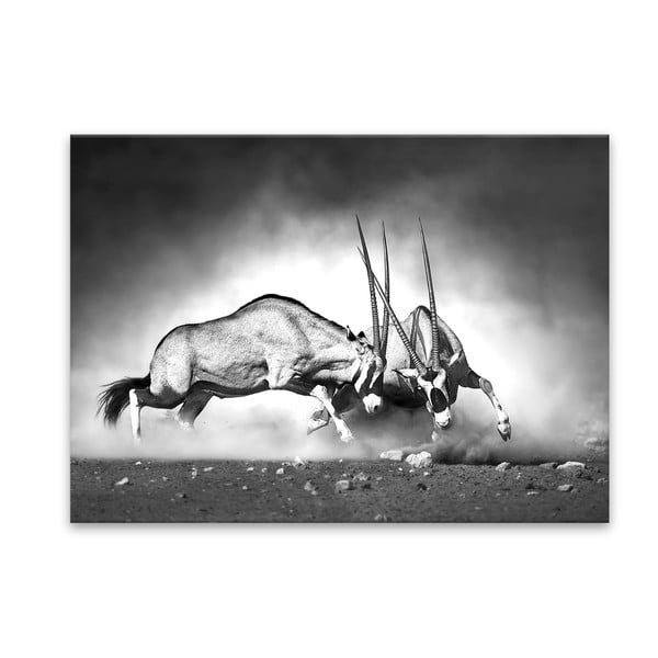 Glas Animals Gazelle kép, 70 x 100 cm - Styler