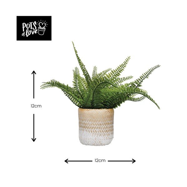 Ombré tengerifű kaspó - Kitchen Craft-image-2