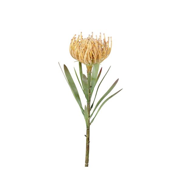 Művirág (magasság 43 cm) Protea – Ego Dekor