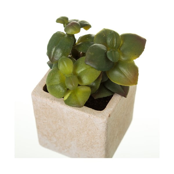 Műnövény szett 6 db-os (magasság 9,5 cm) Cactus – Casa Selección-image-3