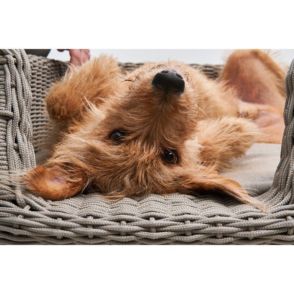 Bézs fekhely kutyáknak 58x68 cm Mio Greige S – MiaCara-image-1