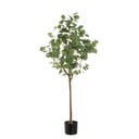 Művirág Eucalyptus – Casa Selección