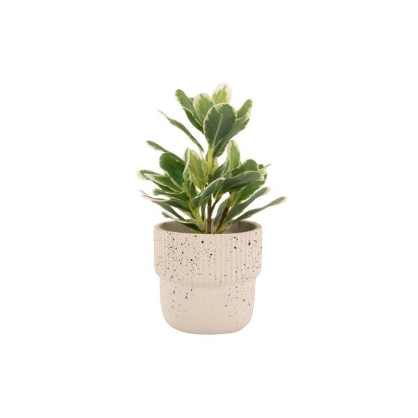 Világosbézs beton virágcserép ø 14 cm Speckles - PT LIVING-image-2