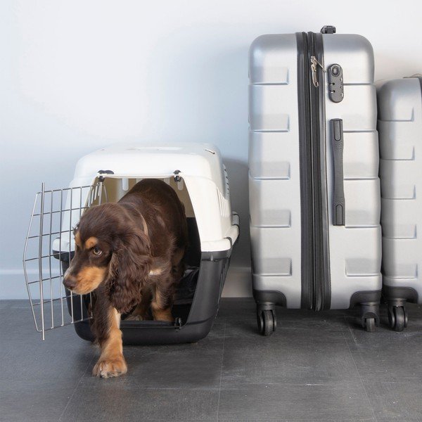 Állathordozó 38x58 cm – Love Story-image-1