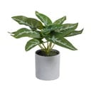 Műnövény (magasság 21 cm) Syngonium – Ixia