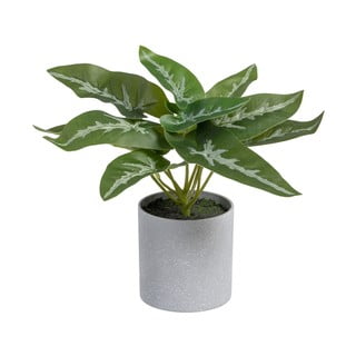 Műnövény (magasság 21 cm) Syngonium – Ixia