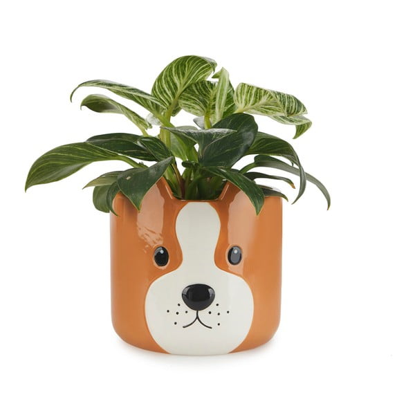 Kerámia virágcserép ø 13,5 cm Woof – Balvi-image-1