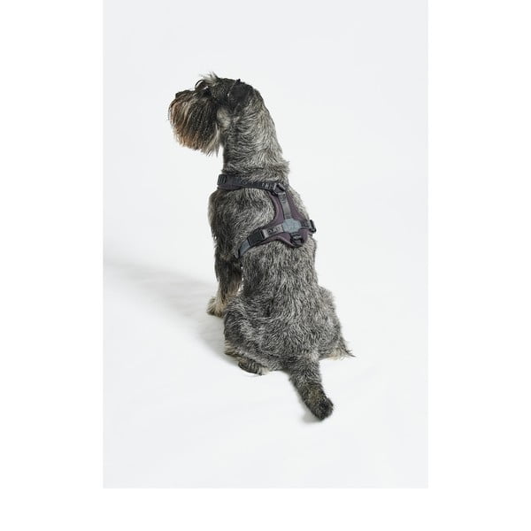 Sötétszürke hám S hosszúság 30 cm Modena Asphalt S – MiaCara-image-2