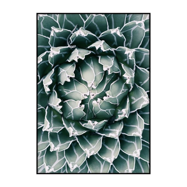 Cactus Close Up plakát, 40 x 30 cm - Imagioo