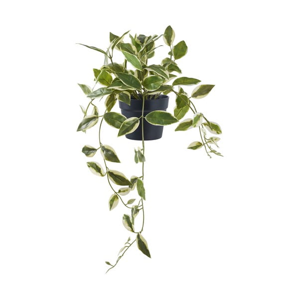 Műnövény (magasság 33 cm) Hoya Carnosa – House Nordic