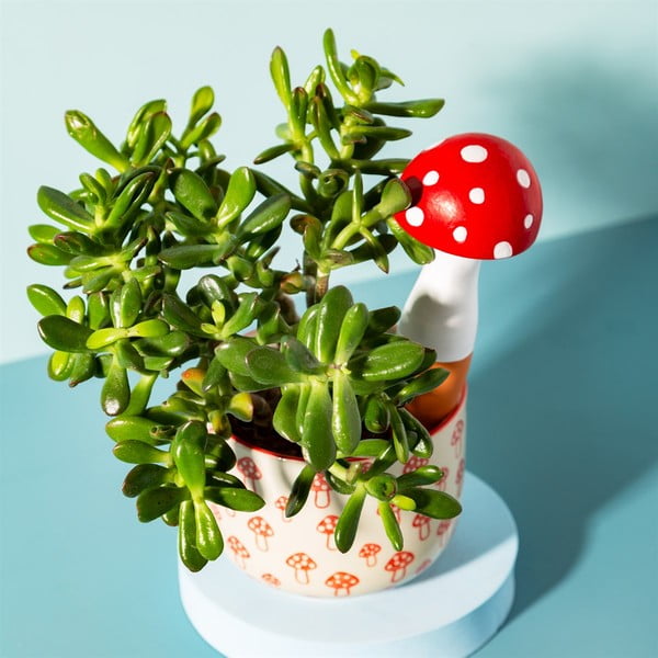 Terrakotta öntöző Mushroom – Sass & Belle-image-1
