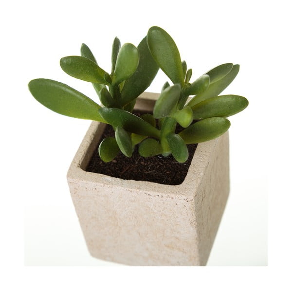 Műnövény szett 6 db-os (magasság 9,5 cm) Cactus – Casa Selección-image-2