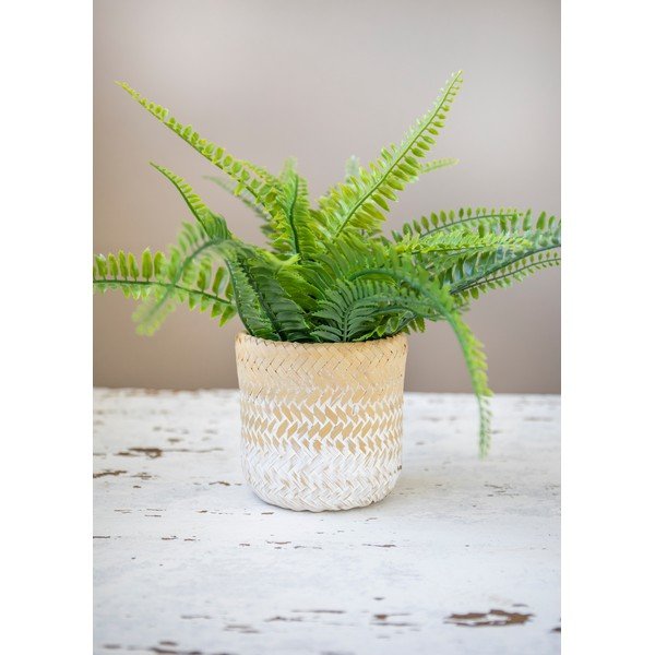 Ombré tengerifű kaspó - Kitchen Craft-image-4