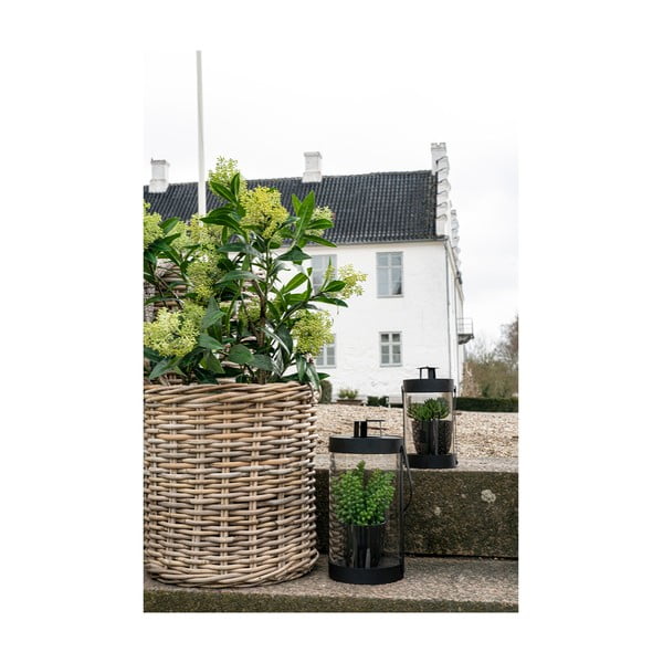 Műnövény Skimmia – House Nordic-image-4