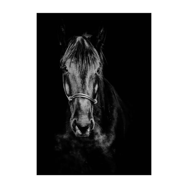 Horse plakát, 40 x 30 cm - Imagioo