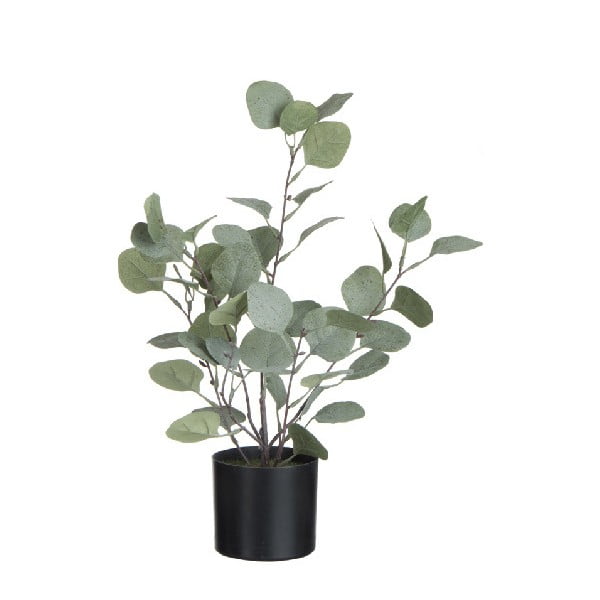 Eucalyptus mű, dekornövény cserépben - J-Line