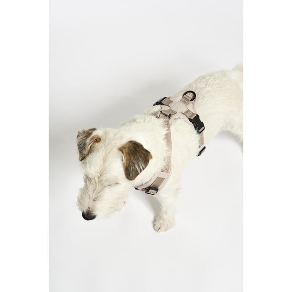 Bézs hám S hosszúság 30 cm Modena Greige S – MiaCara-image-2