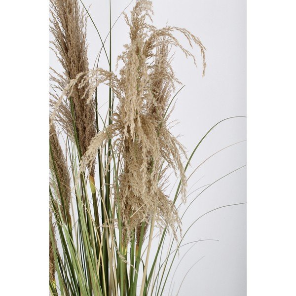 Műnövény (magasság 145 cm) Austorderia – Bizzotto-image-3