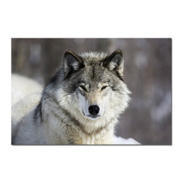Glasspik Animal Wolf fali kép, 80 x 120 cm - Styler