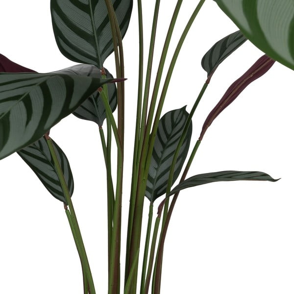 Műnövény (magasság 150 cm) Calathea – Ixia-image-2