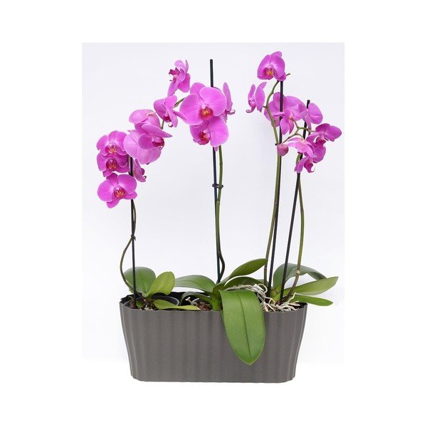 Tirola antracitszürke kaspó, hosszúság 38 cm - Plastia-image-2
