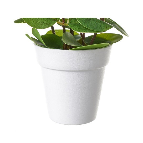 Művirág – Casa Selección-image-1