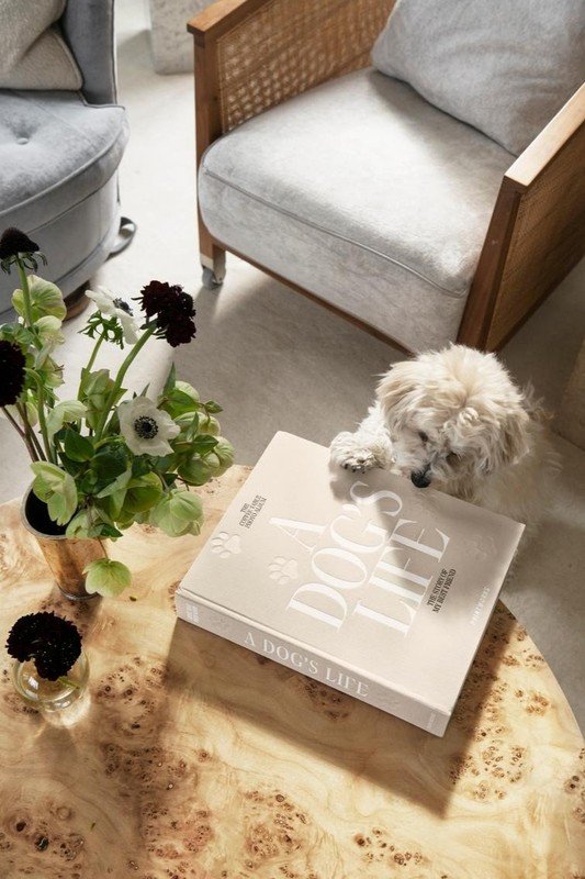 Inspirációk: Házi kedvenceknek