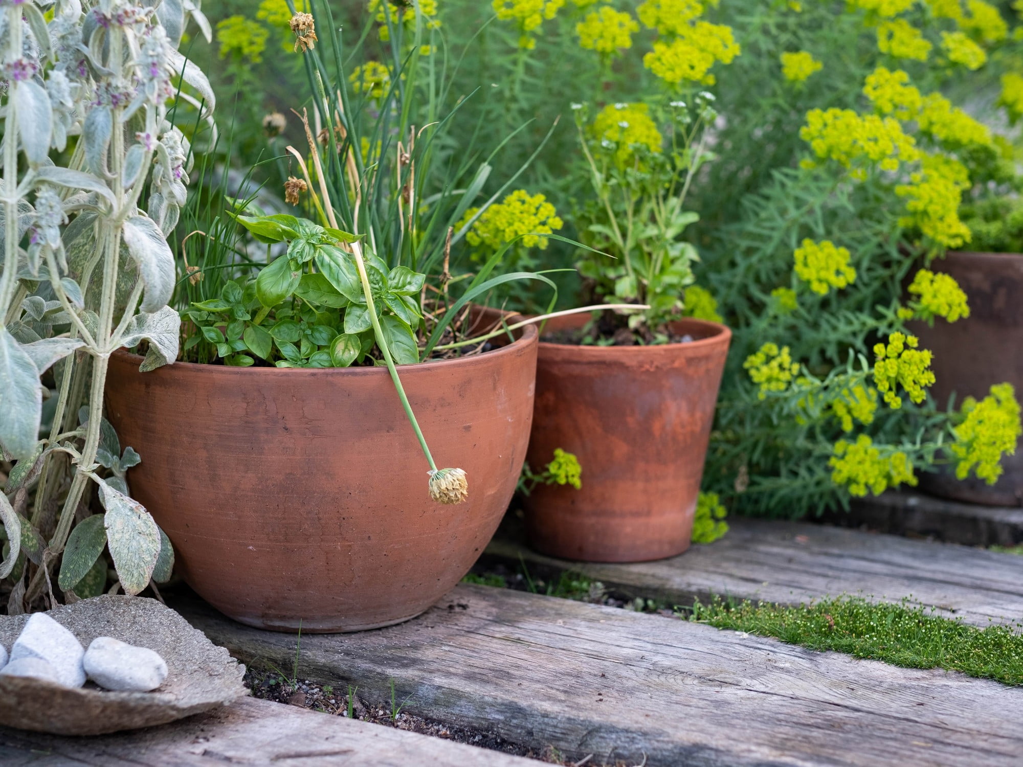 A gyógynövényeket és a virágokat termeszd együtt!