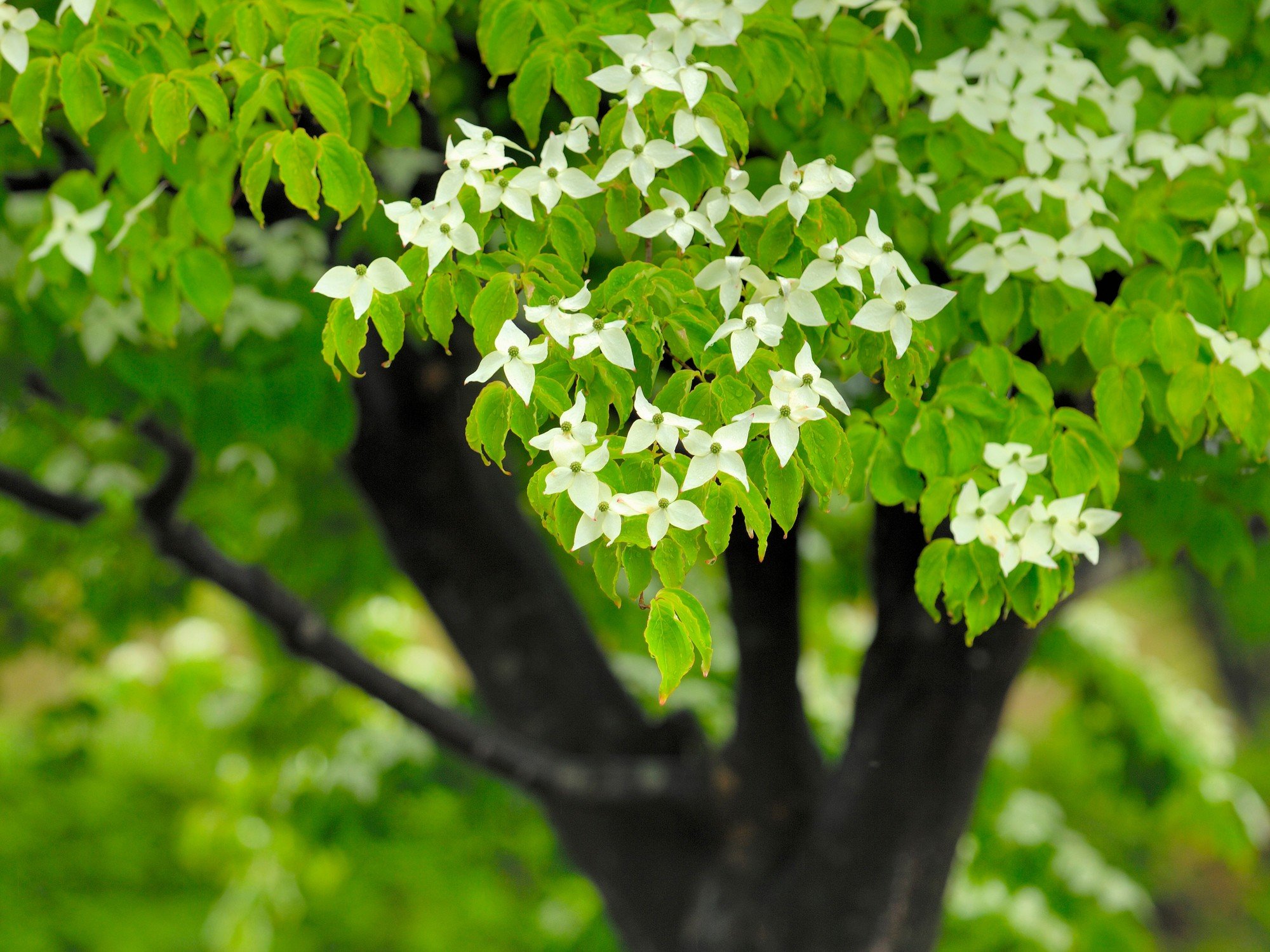A veresgyűrű somnak eperhez hasonló gyümölcse van. A keserű héj eltávolítása után fogyasztható.