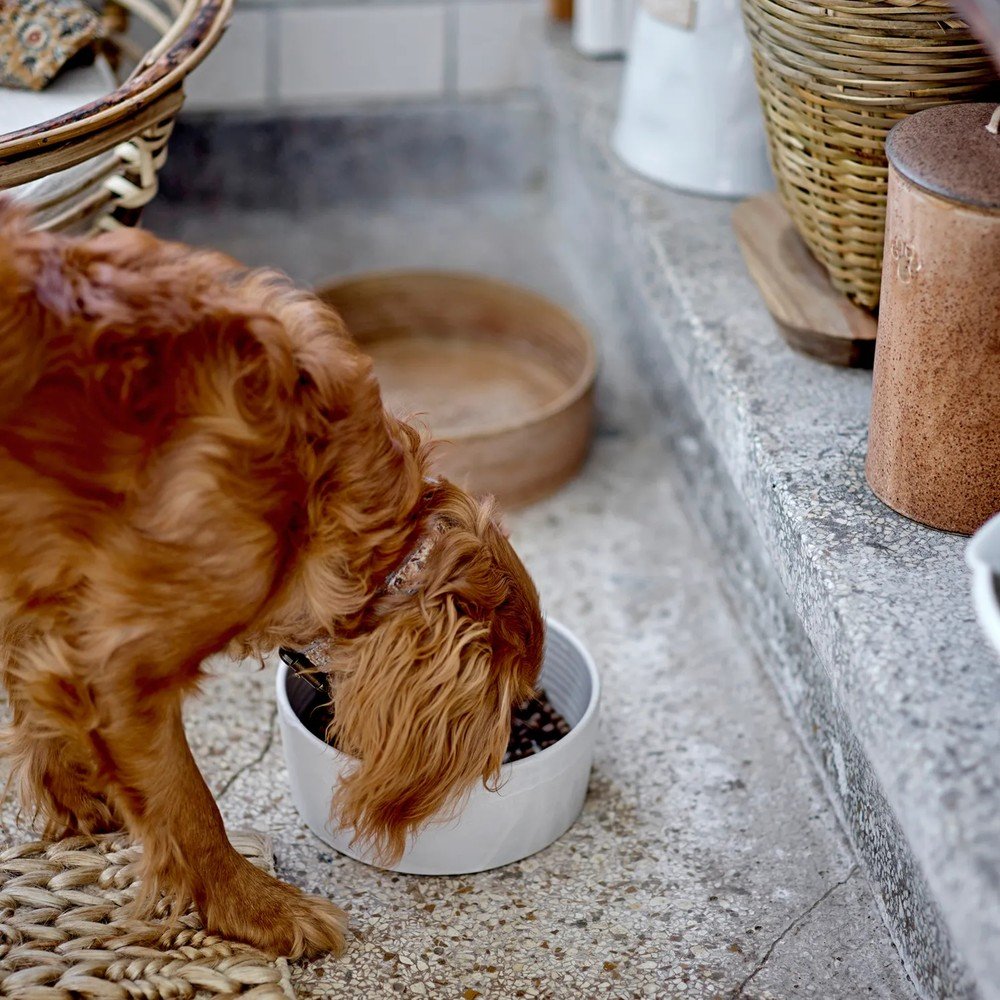 Inspirációk: Házi kedvenceknek