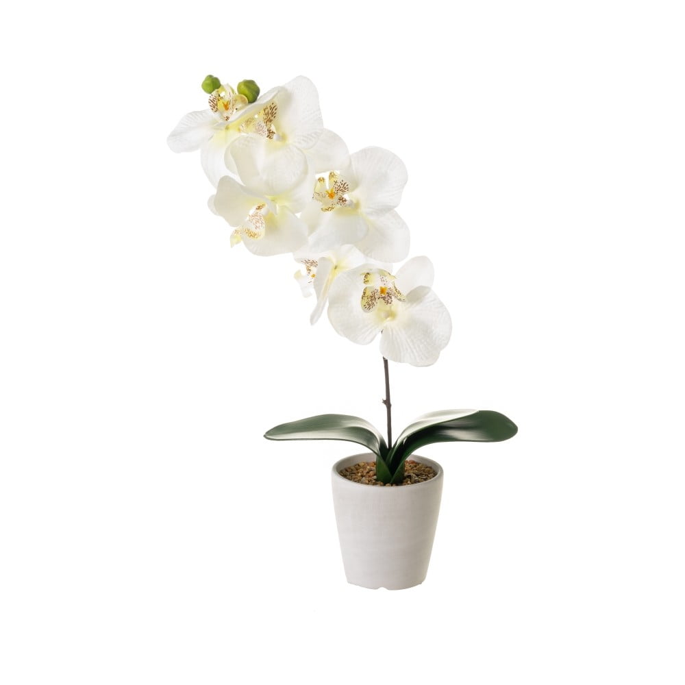 Művirág Orchid – Casa Selección