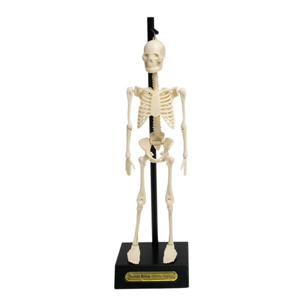 Anatomical csontváz modell - Rex London