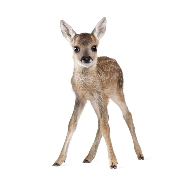 Deer Lucy falmatrica, 55 x 88 cm - Dekornik