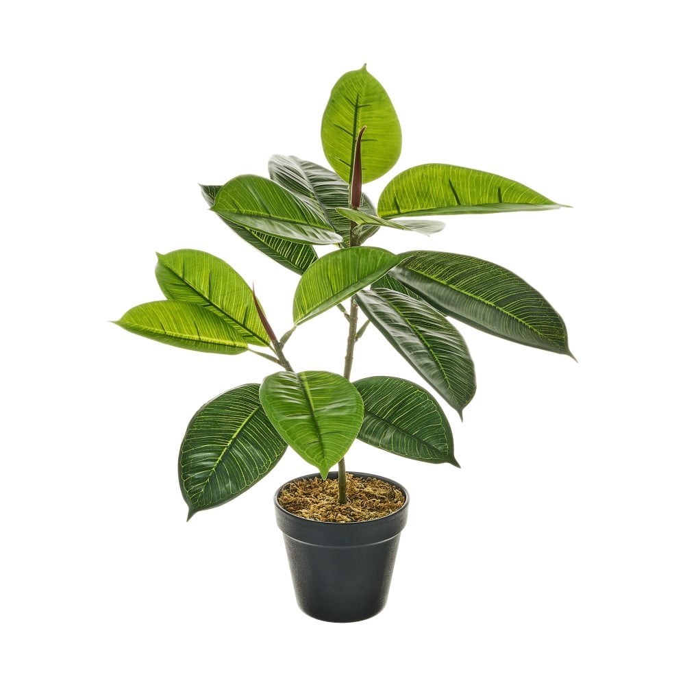 Művirág Ficus – Casa Selección