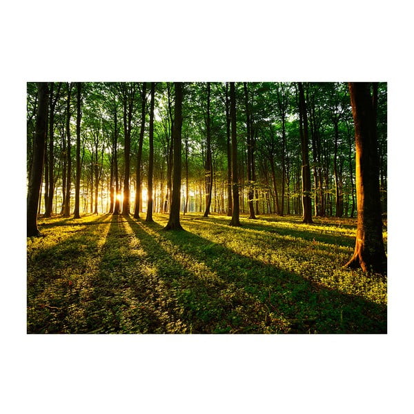 Spring Morning in the Forest nagyméretű tapéta, 200 x 140 cm - Artgeist